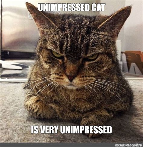 cat with glasses meme|unimpressed cat meme.